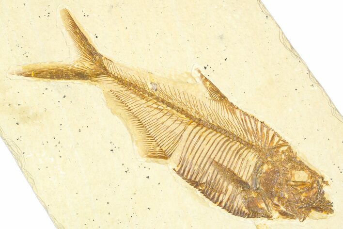 Detailed Fossil Fish (Diplomystus) - Wyoming #379500